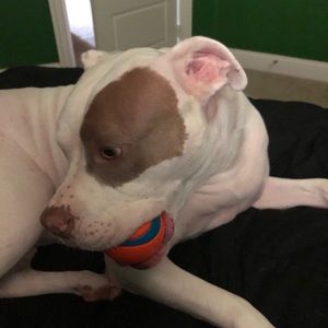 Meet your Posher, Grayson